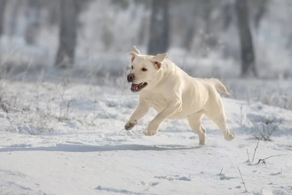 Labrador Retriever Hond Spelen Rennen Door Sneeuw — Stockfoto