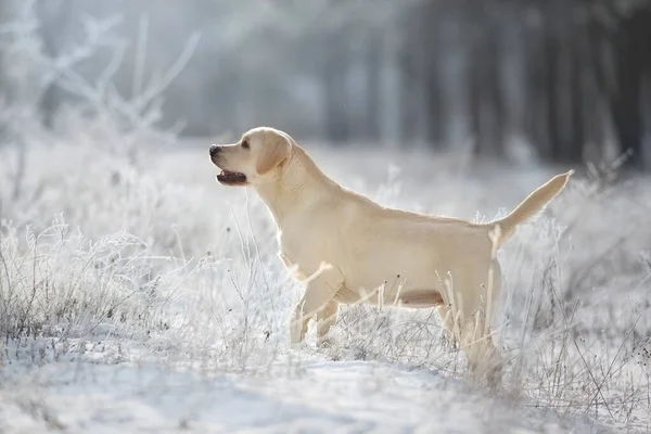 Labrador Retriever Hund Snö Skog — Stockfoto