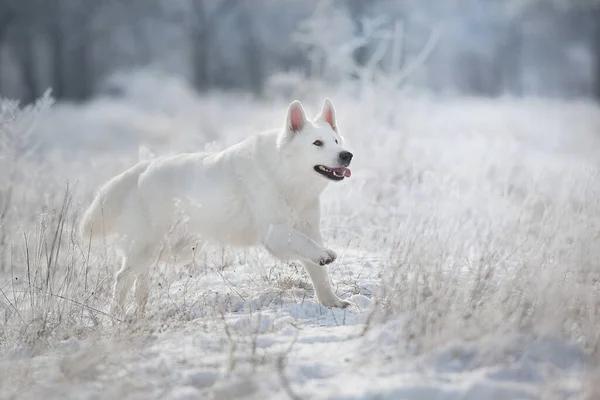 Blanco Perro Pastor Suizo Corre Bosque Nieve Invierno —  Fotos de Stock