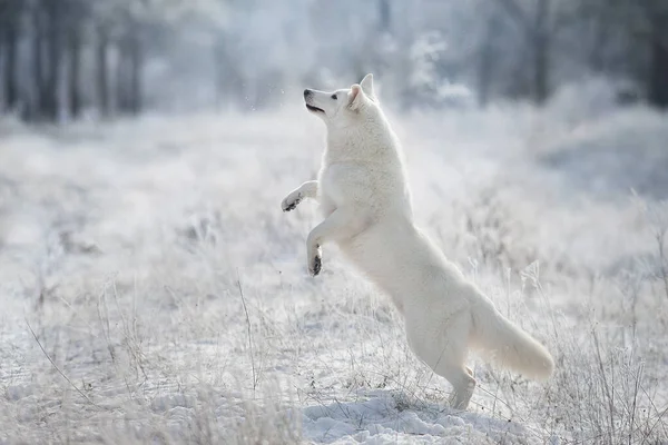 Bianco Cane Pastore Svizzero Corre Inverno Foresta Neve — Foto Stock