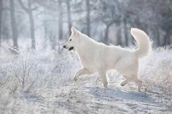 Branco Cão Pastor Suíço Corre Floresta Neve Inverno — Fotografia de Stock