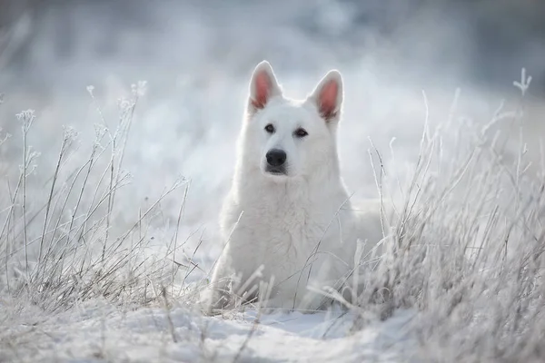 Witte Zwitserse Herder Hond Sneeuw Buiten — Stockfoto