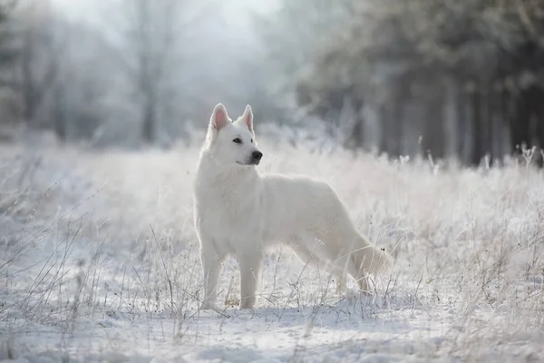 Witte Zwitserse Herder Hond Sneeuw Buiten — Stockfoto