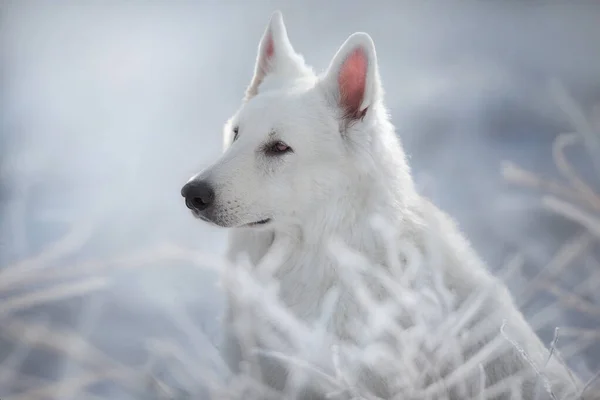 Perro Pastor Suizo Blanco Nieve Aire Libre — Foto de Stock