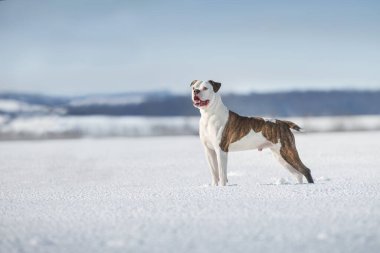American bulldog free run in snow field clipart