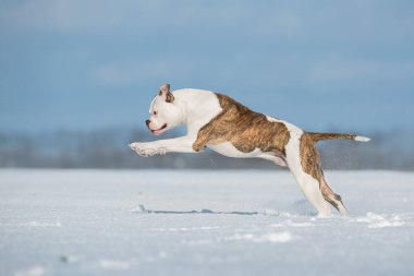Amerikan Bulldog 'u kar tarlasında serbestçe koşuyor