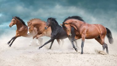 Çöl fırtınasında gün batımına karşı atlar özgürce koşar.