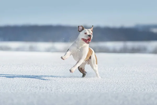 雪原でアメリカのブルドッグフリーラン — ストック写真