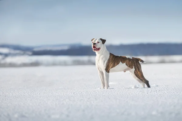 Amerikan Bulldog 'u kar tarlasında serbestçe koşuyor