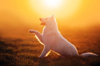 Beyaz İsviçreli Çoban Köpeği gün batımında yeşil çimlerde oturuyor