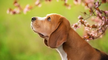 Bahar sakura çiçekli köpek portresi