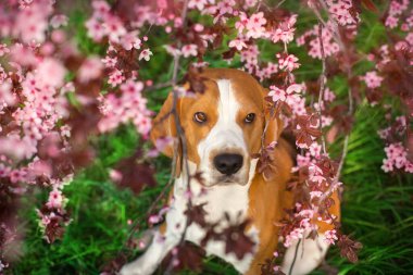 Bahar sakura çiçekli köpek portresi