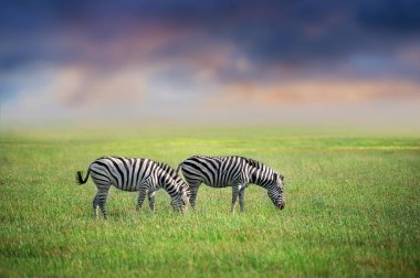 İki Zebra, gün batımına karşı yeşilde otluyor.