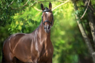 At, dizginle hareket halindeki portreyi yakından çek