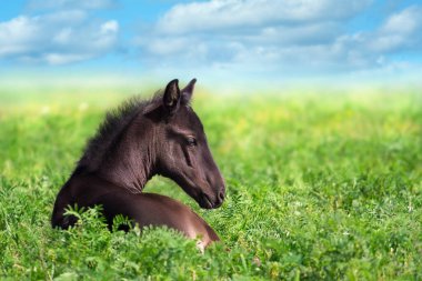 Siyah tay yeşil çayırda uzanmış bulutlu mavi gökyüzüne karşı