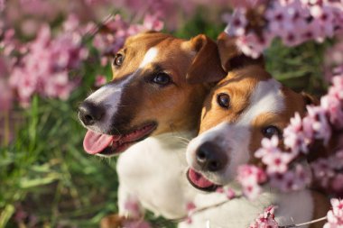 Pembe sakura çiçekli iki Jack Russel portresi