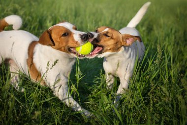 İki jack russel top oynuyor