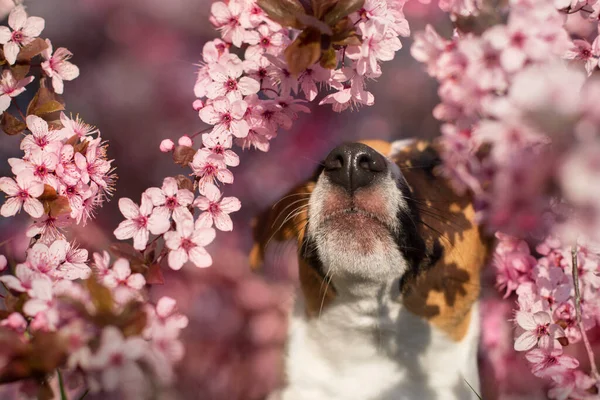 Cara Perro Árbol Flores Primavera —  Fotos de Stock