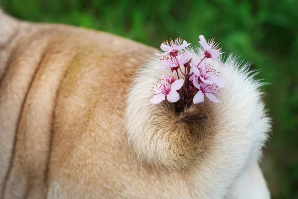 Hundsvans Med Rosa Vårblomma — Stockfoto