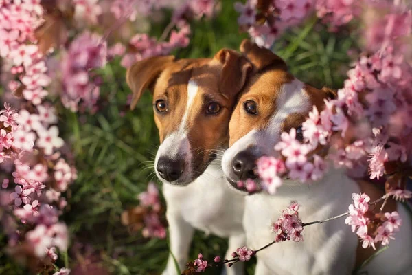 Dos Jack Russel Retrato Flores Sakura Rosa —  Fotos de Stock