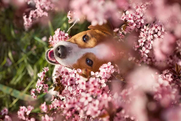 Σκύλος Στο Φόντο Ενός Ανθισμένου Ροζ Δέντρου Τον Απρίλιο — Φωτογραφία Αρχείου