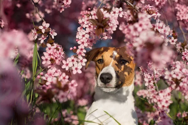 Hund Mot Bakgrund Blommande Rosa Träd April — Stockfoto