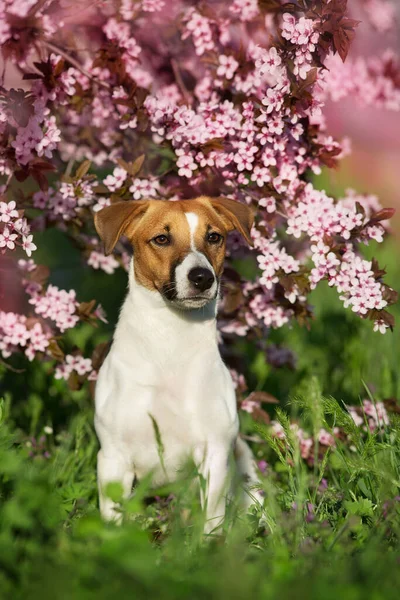 Perro Contra Fondo Árbol Rosado Flor Abril —  Fotos de Stock