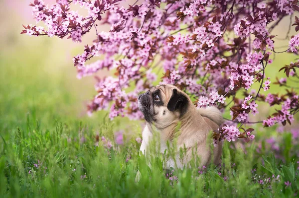Σκύλος Στο Φόντο Ενός Ανθισμένου Ροζ Δέντρου Τον Απρίλιο — Φωτογραφία Αρχείου