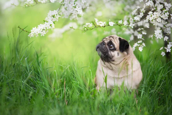 Pug Sentado Árbol Flores Primavera —  Fotos de Stock