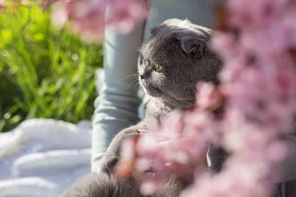 Mujer Está Sosteniendo Abrazando Lindo Gato Escocés Curioso Primavera Flores — Foto de Stock