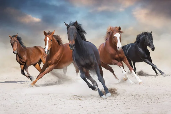 Caballos Carrera Libre Tormenta Del Desierto Contra Cielo Puesta Del —  Fotos de Stock