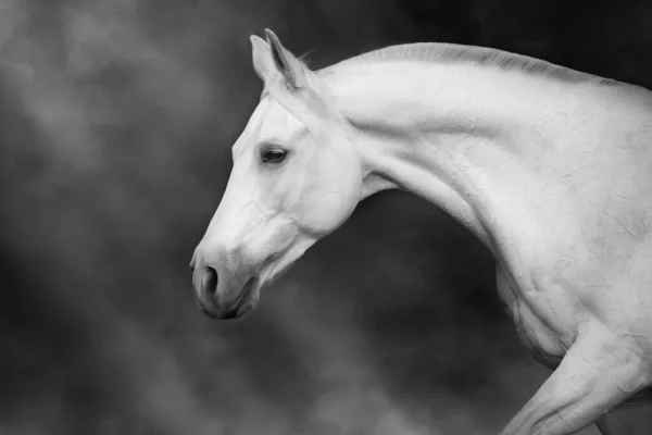 Bílý Kůň Pohybu Oblohou Zády — Stock fotografie