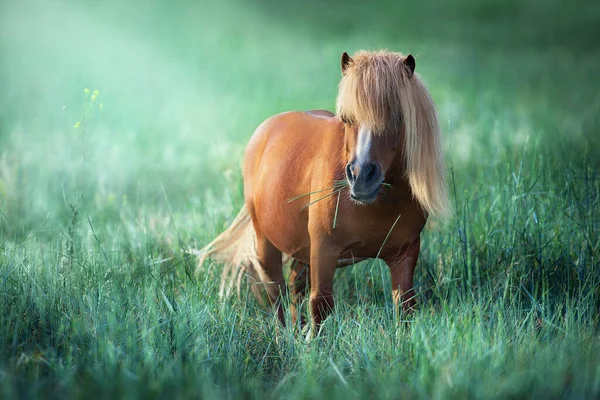 Shetland Pony Pasto Verão Verde — Fotografia de Stock