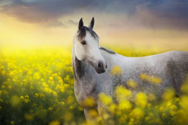 Günbatımı gökyüzüne karşı tecavüz tarlasında gri Arap at portresi