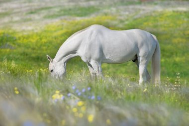 Çiçeklerde otlayan beyaz at stipa çayırında