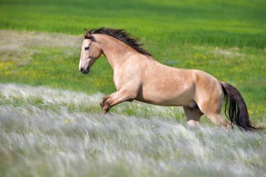 Buckskin at stipa ve çiçek çayırında özgürce koşar