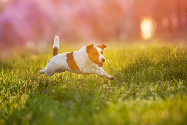 Jack Russel Perro Correr Para Juguete Luz Del Atardecer Parque —  Fotos de Stock