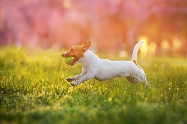 Jack Russel Chien Courir Pour Jouet Dans Lumière Coucher Soleil — Photo