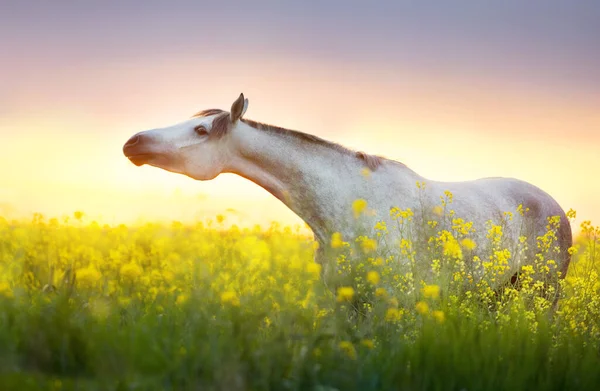 灰色のアラビア馬の肖像画で日没空に対する菜の花畑 — ストック写真