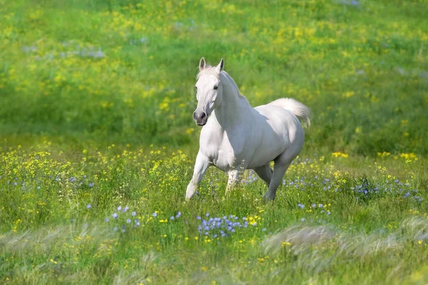 White Arabian Stallion Free Run Stipa Flowers Meadow — Stock Photo, Image