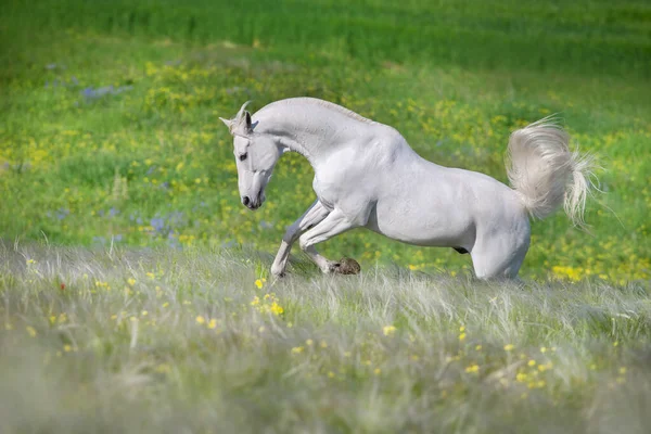 白いアラビアの種牡馬フリーランでStipa花の牧草地 — ストック写真