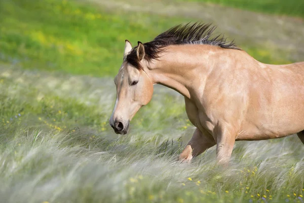 バックスキン馬フリー実行でStipaと花の牧草地 — ストック写真