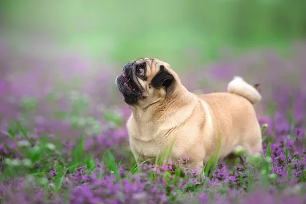 Pug Padang Rumput Musim Semi Merah Muda — Stok Foto