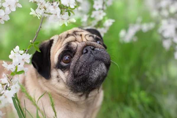 Pug Sentado Árbol Flores Primavera —  Fotos de Stock