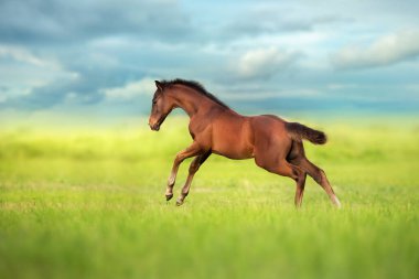 Körfez tayı yeşil çayırda koşar