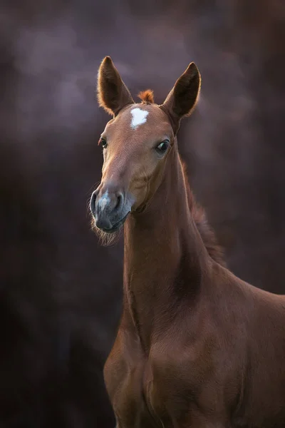 Beautiful Red Foal Close Portrait Sunset Light Dark Brown Background — Stock Photo, Image