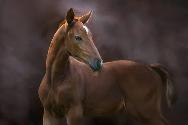 Bello Rosso Puledro Close Ritratto Luce Del Tramonto Sullo Sfondo — Foto Stock