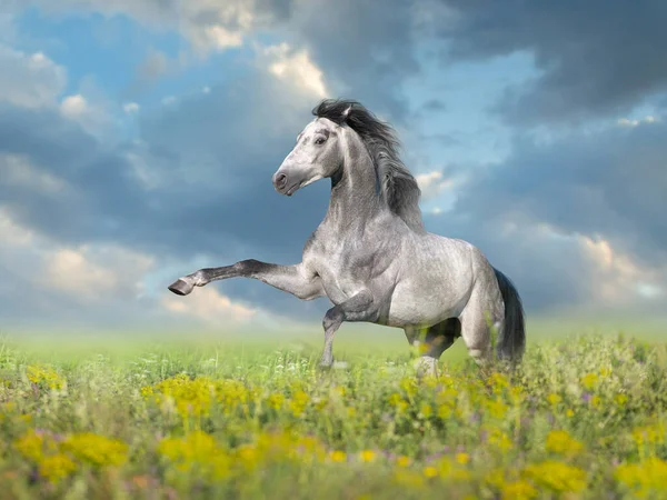 白马在碧绿的春天草地上 白云映衬着蓝天而起 — 图库照片