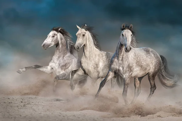 Trois Chevaux Blancs Courent Galop Sur Poussière Désert — Photo