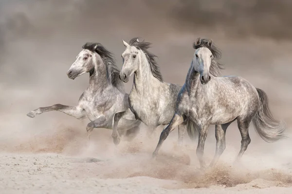 Τρία Λευκά Άλογα Καλπάζουν Στη Σκόνη Της Ερήμου — Φωτογραφία Αρχείου